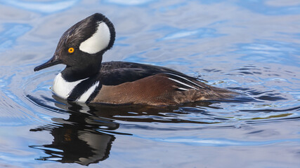 Hooded Merganser male adult swimming at Stow Lake, San Francisco.