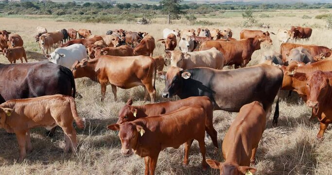 Farm, grass field and livestock, cows and countryside in farmland, pasture and animals. Environment, greenery and nature in ranch, green and land for conservation, farming and agriculture