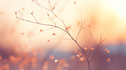 defocused sunset sky natural background with tree branch