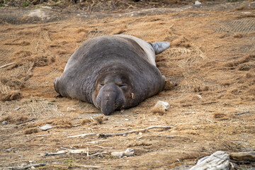 Elephant seal sleeping on the beach, Drakes Beach, California