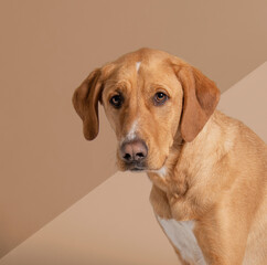  Mixed breed dog with floppy ears looking at camera two tone brown background - 710314248