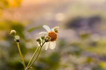 Wildflowers that bloom all the time