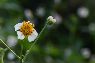 Wildflowers that bloom all the time