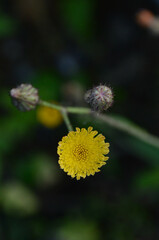 Wildflowers that bloom all the time