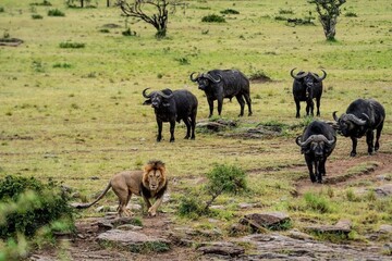 Naklejka na ściany i meble A group Of Buffaloes And Lion In The Wild 
