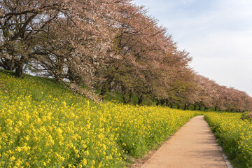さくら堤公園の菜の花と遊歩道の風景／日本埼玉県吉見町