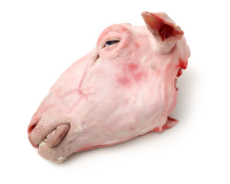 sheep head on white background