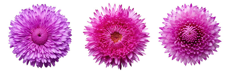 set of pink aster flowers ,isolated on a transparent background. PNG, cutout, or clipping path. 
