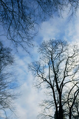 tree branches over winter sky background