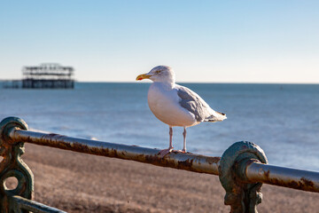 A close up of a seagull perched on railings on Brighton seafront, with the old West Pier defocused behind