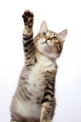 Paw-sitively Adorable: Cat Giving High Five on White Background