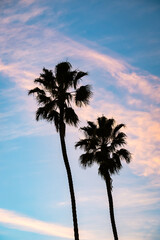 two palm trees in silhouette during sunset