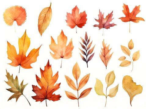 Watercolor painting set of orange leaves in autumn isolated on white background