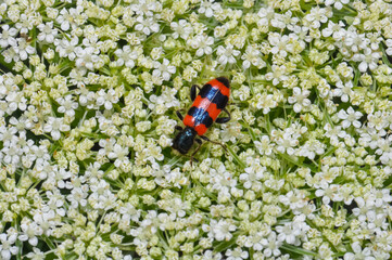 Trichodes apiarius, Common bee beetle or common bee beetle sits on small white flowers
