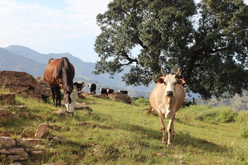 Cow in landscape grazes