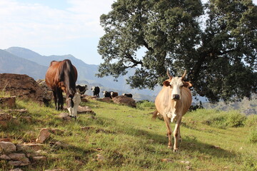 Naklejka premium Cow in landscape grazes