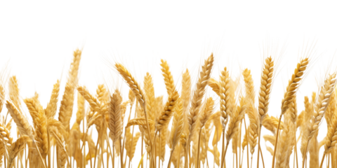 Golden wheat field Artificial Intelligence Generative