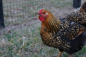 Close-up of a chicken with brown and black feathers standing confidently in a rural setting