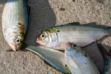 fresh small fish caught directly from the sea