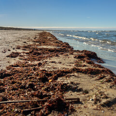 Seaweeds on the coast. - 710336238