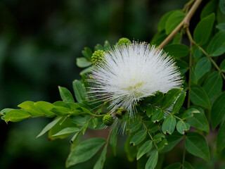 大紅合歓の白花