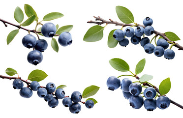 Set of branches of delicious ripe blueberries, cut out