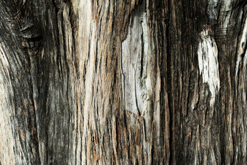 Fototapeta premium Background texture of tree trunk. Wooden natural background.