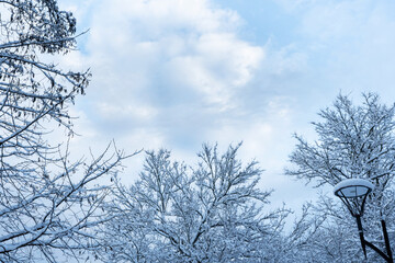 Tree branches in the snow. Snowy winter natural background.