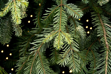 Christmas tree branches in the snow with Christmas tree lights. Snowy winter natural background.