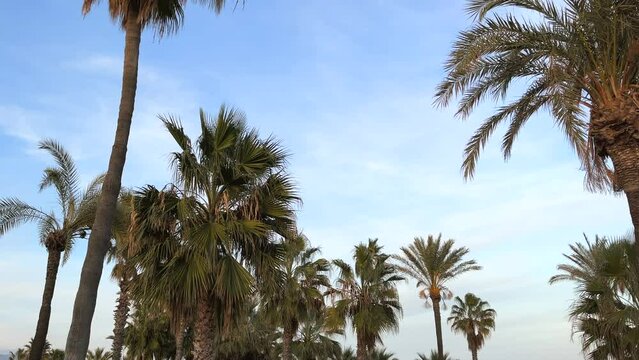 panorama of Mediterranean palm trees with clear blue sky