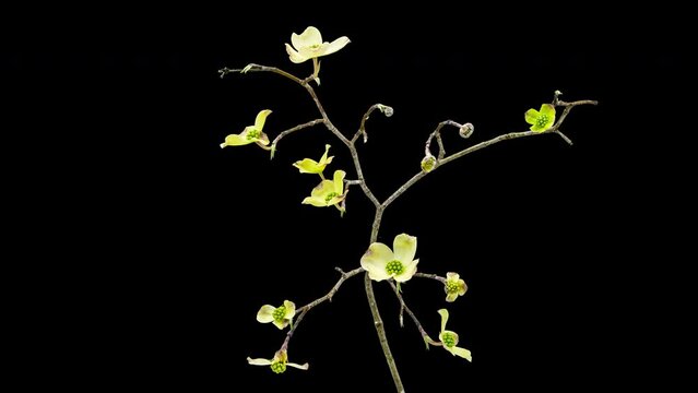 Timelapse footage of the white dogwood blossoms blooming, isolated on a black background