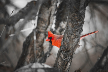 Red Jay