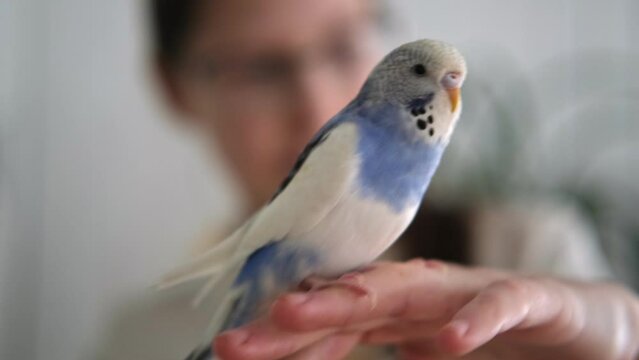 Budgie. Budgerigar. Funny blue purple parakeet sitting on an owner hand. Cute violet budgie having fun, looking around. A tamed bird. Pet parrot. High quality 4k footage. Cozy Home. Domestic Animals	
