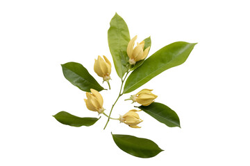 yellow flowers ylang ylang local flora arrangement flat lay postcard style 