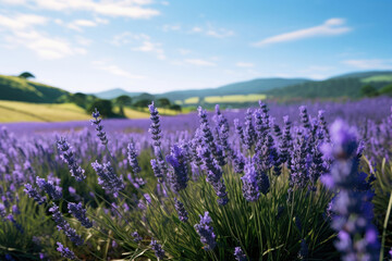 Violet nature blue purple beauty plant field floral flower blooming provence summer