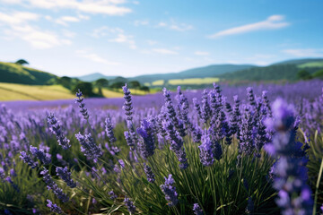 Obraz premium Violet nature blue purple beauty plant field floral flower blooming provence summer