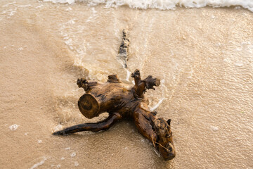 Driftwood on the beach and the waves.