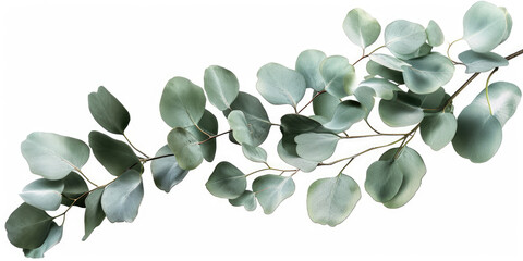 green watercolor eucalyptus leaves isolated on white. 