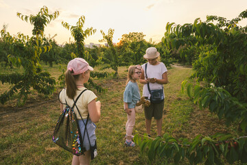 children play outdoors in sweet cherry orchards, summer, harvest
