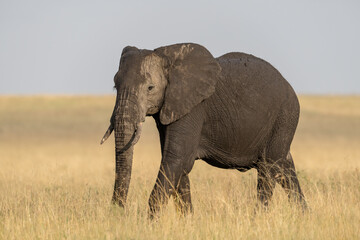 Fototapeta na wymiar Elephant in Serengeti savanna - National Park in Tanzania, Afric