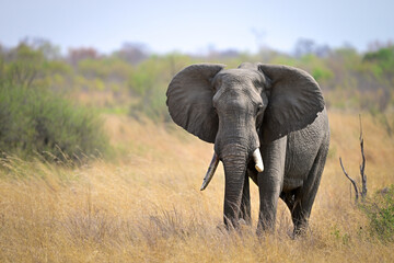 Fototapeta na wymiar Elephant in Serengeti savanna - National Park in Tanzania, Afric