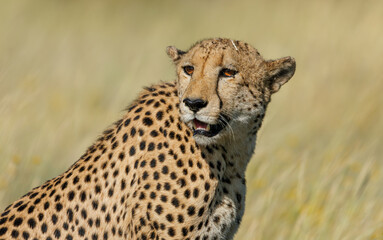 Naklejka na ściany i meble Cheetah in Serengeti savanna - National Park in Tanzania, Africa
