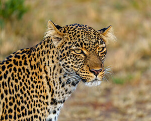 Leopard in Serengeti savanna - National Park in Tanzania, Africa