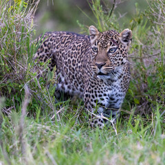 Leopard in Serengeti savanna - National Park in Tanzania, Africa