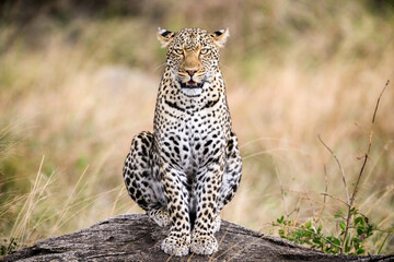 Leopard in Serengeti savanna - National Park in Tanzania, Africa