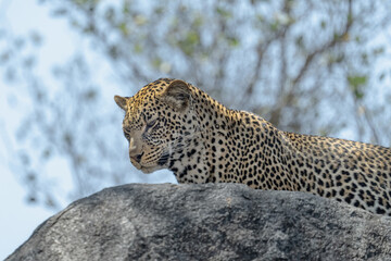 Obraz premium Leopard in Serengeti savanna - National Park in Tanzania, Africa