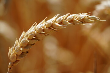 Close-up of a Golden Wheat Ear