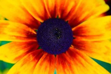 Foto op Plexiglas Vivid Orange Flower with Purple Pollen © Cavan