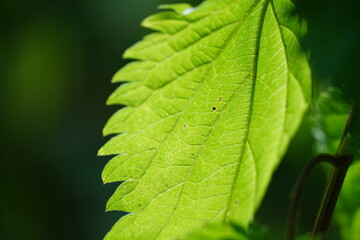 Sunlit Green Leaf with Veiny Details