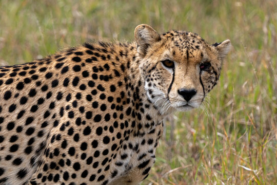 Cheetah in Serengeti savanna - National Park in Tanzania, Africa